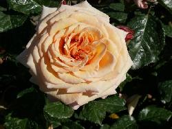 Barock�