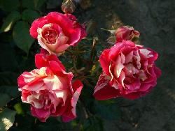 Caribia�