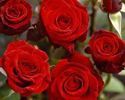 Claret�