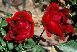 Crimson Glory�