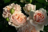 Garden of Roses®