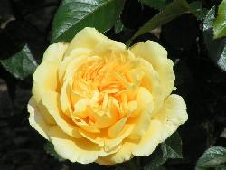 Glorius�
