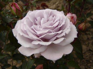Silvia Rose - Hi Ho Silver®