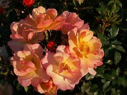 LinnaeusTCottage�