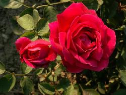 Marius�