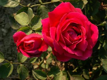 Marius�