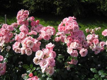 Rosenprofessor Sieber�