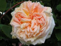 Alchymist rose – aprikos gul