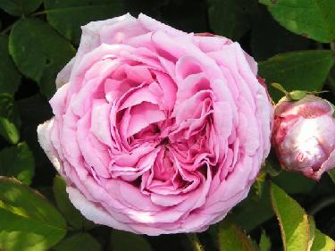 Comte de Chambord