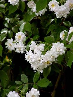 Paul's Himalayan Musk