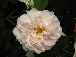 White Rose of York