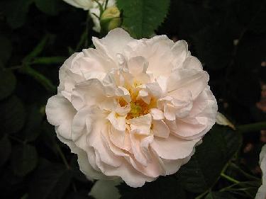 White Rose of York